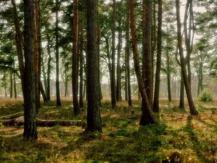 Особено при избора на дърво - добър съвети и препоръки