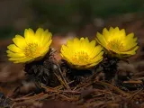 Ряпа зеленчуци - засаждане и грижи в открито поле, фото ряпа, ряпа, израснали от семена; (Видове) Ряпа зеленчуци - засаждане и грижи в открито поле, фото ряпа, ряпа, израснали от семена;
