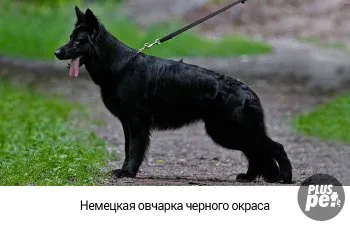 Разликата от немска овчарка Източна (Източна) За разлика от Източна Европа Шепърд от Германия