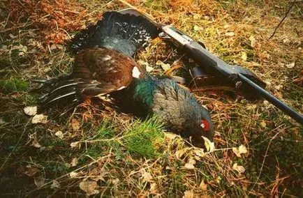 На лов за глухари пролетта на тока как да ловува пролетта лек (Глухар) На лов за глухари пролетта на тока как да ловува пролетта лек