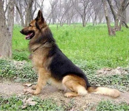 Източна Европа описание Shepherd порода, черти на характера
