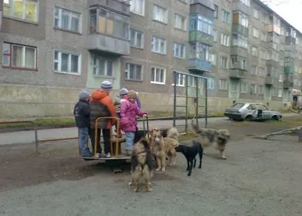 Фризьор за животни, защо едно куче сватба опасни за хората