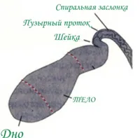 Капризи или завой жлъчния мехур причини, лечение народни средства