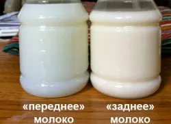 Предни и задни мляко