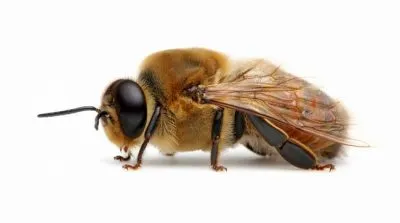 Bee - снимки за детски снимки