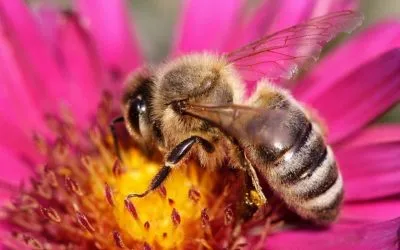 Bee - снимки за детски снимки