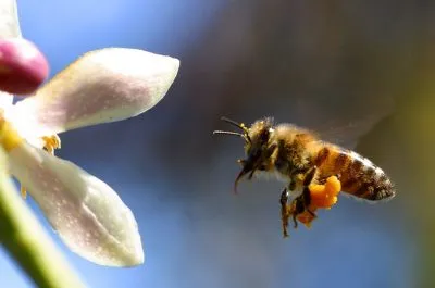 Bee - снимки за детски снимки