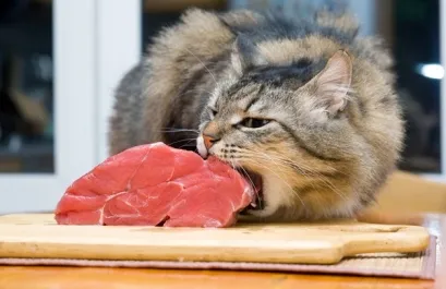 Дали вик котка