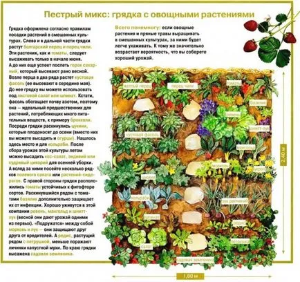 Разпределение градина за засаждане на зеленчуци - тайните на успешното прибиране на реколтата, проектиране страна идеи и съвети
