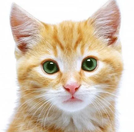Възраст на котки в човешки условия