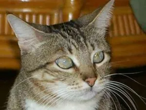 Филмът на предната част на котки (котки) Филмът на лицевата страна на котките