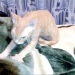 Защо котката спи на едно лице над главата си в краката на капитана, на гърба, знак, на главата, с мен в