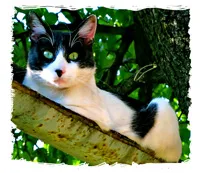 Защо хората обичат котки