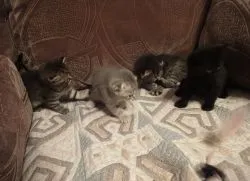 Защо котка лайна в леглото