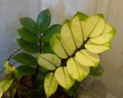 Защо Zamioculcas пожълтяват, увяхват, сухи листа, почернели багажника, причинява, какво да правят, снимка,
