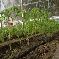 Защо не е обвързан домати в оранжерията, какво да правя, а защо не и на яйчниците - eteplitsa - моят живот