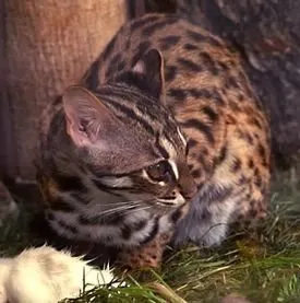 Защо котките мачкам одеяло лапи, котешки асистент