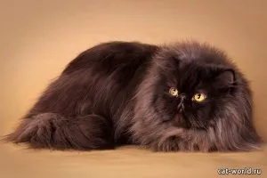 Защо котките мачкам одеяло лапи, котешки асистент
