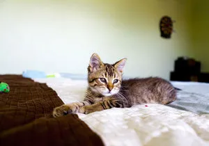 Защо котка лайна в леглото, и какво да правя