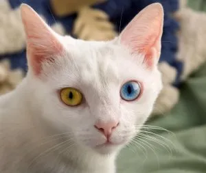 Защо котките мачкам одеяло лапи, котешки асистент