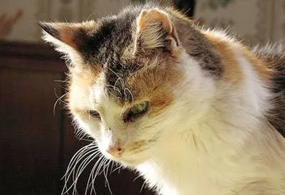 Защо котките отиват да умре у дома (защо) Защо котките се прибера вкъщи да умре