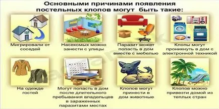 Защо грешки се появяват в апартамента на превенцията дървеници