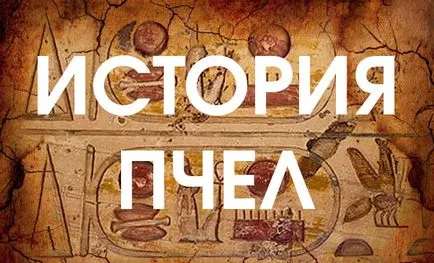 Защо е щъкащите пчелите и как да го предотврати