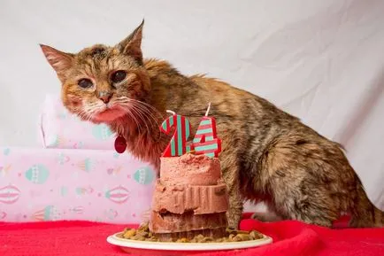 Защо котката се развиква 1