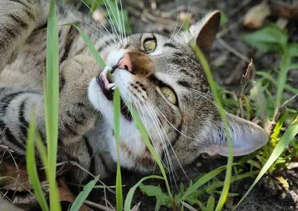 Защо котките се търкалят по земята