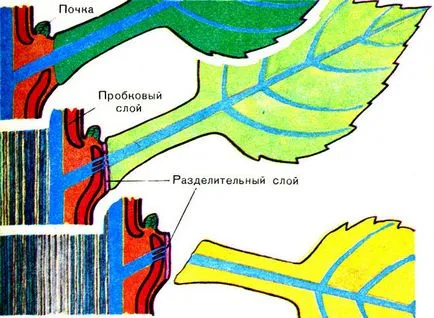 Защо листата падат през есента, както дърветата отърсили