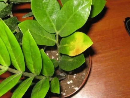 Защо Zamioculcas пожълтяват, увяхват, сухи листа, почернели багажника, причинява, какво да правят, снимка,