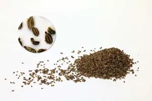 Подготовка на семена за засаждане градински цветя
