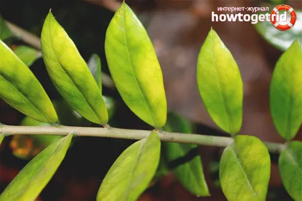 Защо листата пожълтяват в Zamioculcas