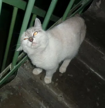 Защо да започне лайна възрастен котка в леглото