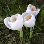 Кокичета описание на видовете растения, растящи (снимка)