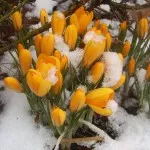 Кокичета описание на видовете растения, растящи (снимка)