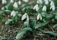 Кокиче интересни видове, култивиране, грижа, размножаване (интересна) Кокиче интересни видове, отглеждане, грижи за разплод