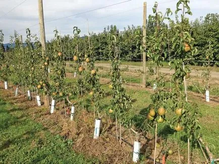 Торене през пролетта на круши и грижи