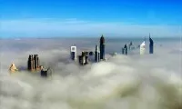 Полезните свойства Sunberry