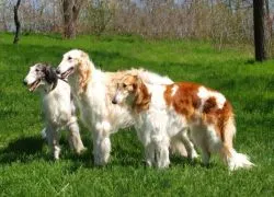 Hound Dog Порода