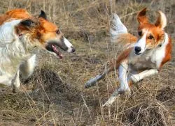 Hound Dog Порода