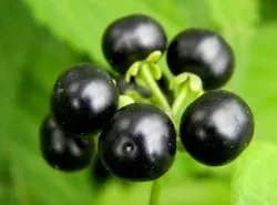 Полезните свойства Sunberry