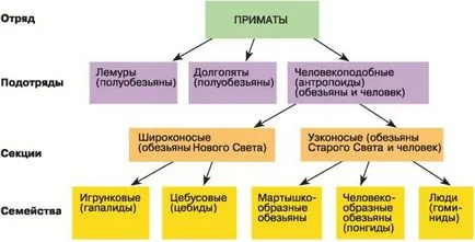 Позицията на човека в световната система на животните