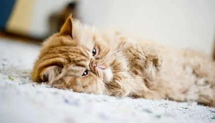 Порода на червени котки със снимки и имена, пълния списък