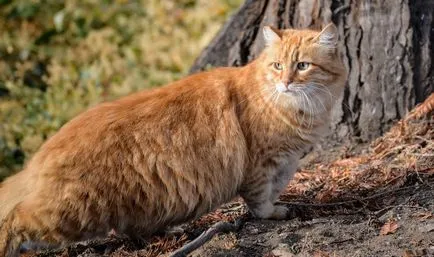 Порода на червени котки със снимки и имена, пълния списък