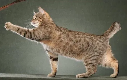 Породи котки с пискюли на ушите пълния списък на (снимки)