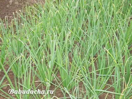 Поливане и торене от лук кога и с колко, извара