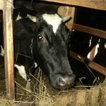 Правилното хранене на добитък, селския живот