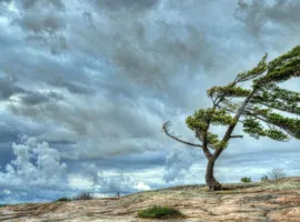 Правилното съхранение на марихуана