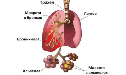 Препарати за втечняване на храчки по-специално за лечение на кашлица